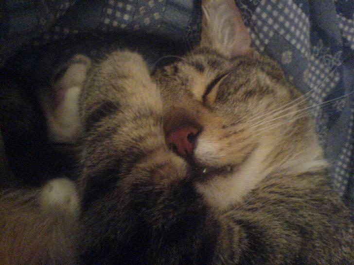 Huskat julle - julle er så kælen og sød billede 3