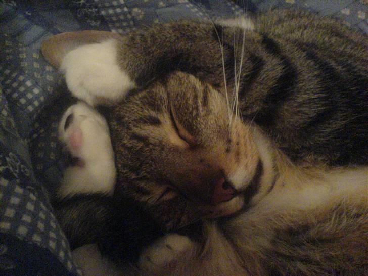 Huskat julle billede 4