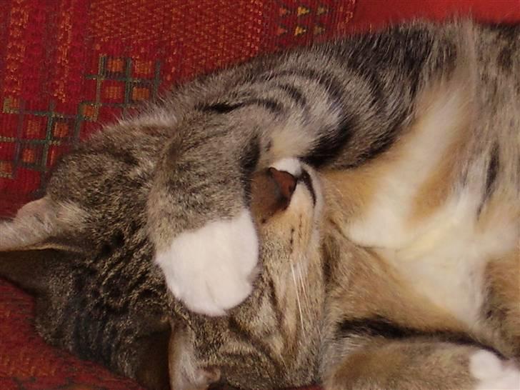 Huskat julle - tite bøøøøøøøøøøøøøøøøøøøøøøh billede 5