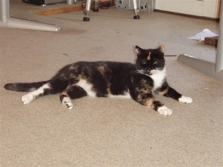 Blanding af racer Mille billede 1