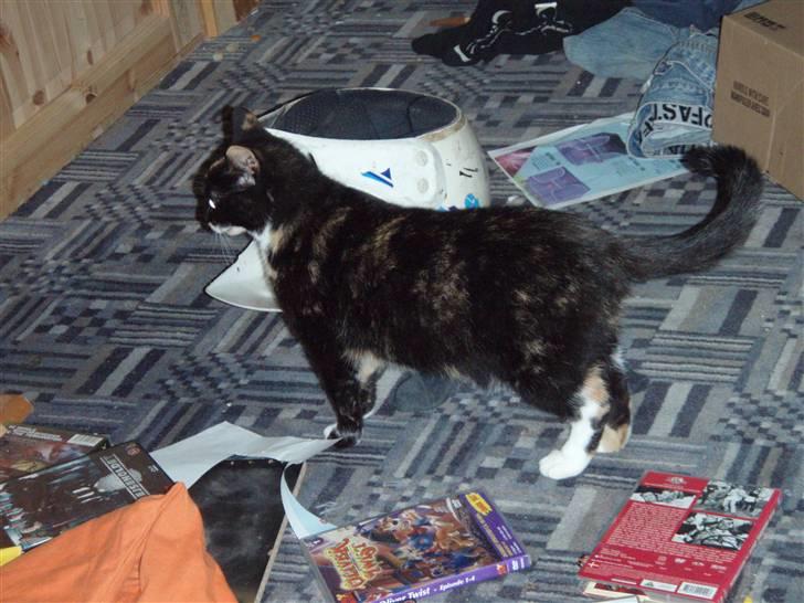 Blanding af racer Mille billede 2