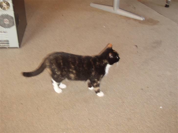 Blanding af racer Mille billede 3