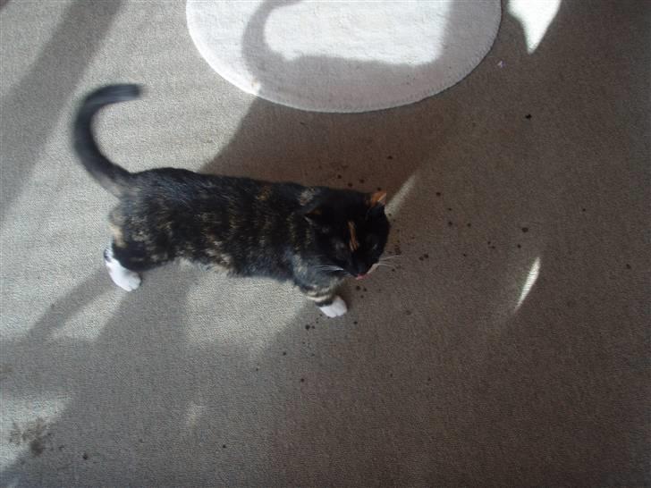 Blanding af racer Mille billede 4