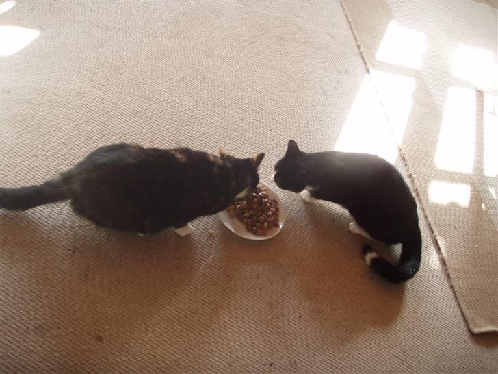 Blanding af racer Mille billede 5