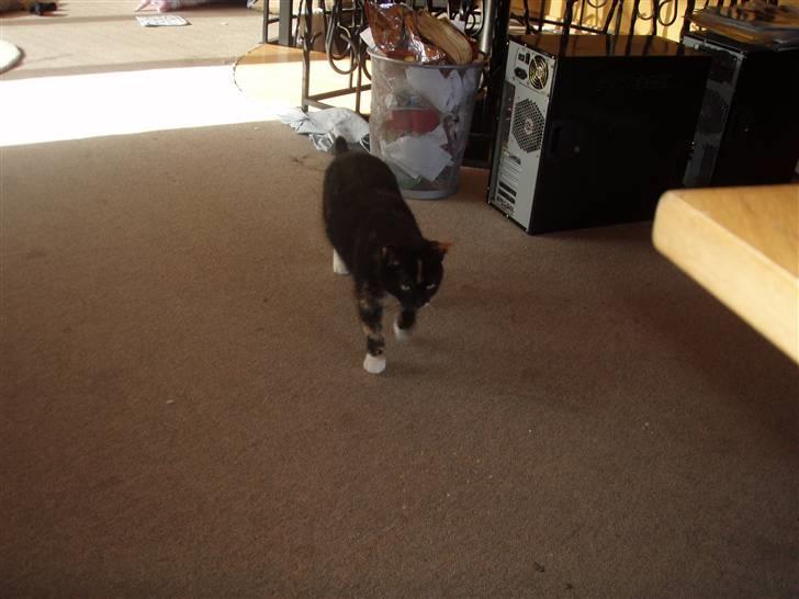 Blanding af racer Mille billede 6