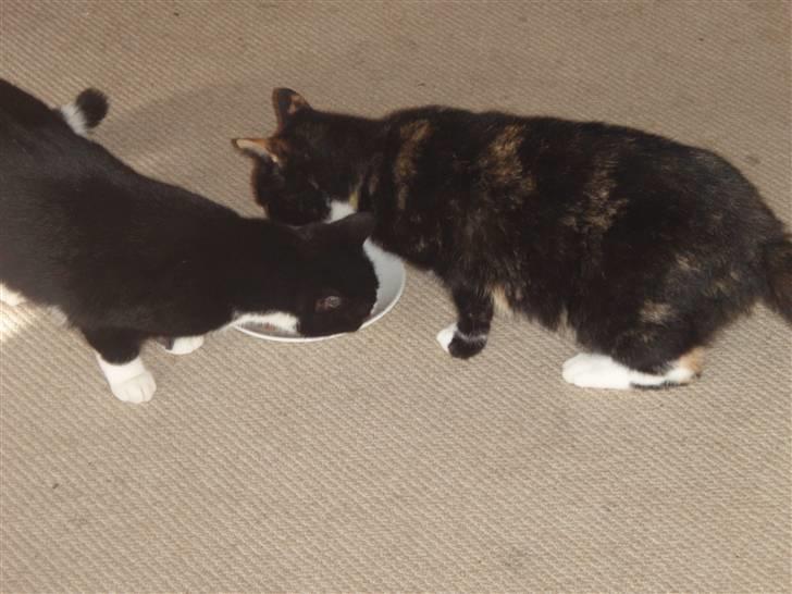 Blanding af racer Mille billede 7