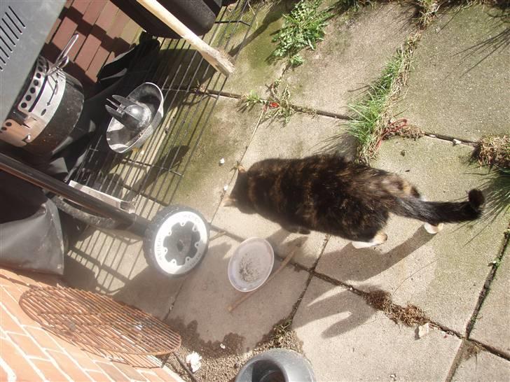 Blanding af racer Mille billede 8