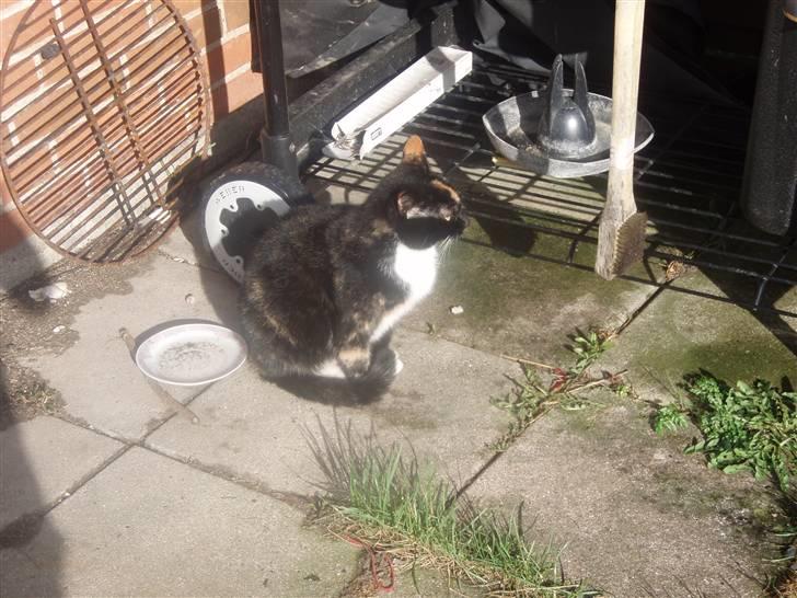 Blanding af racer Mille billede 9