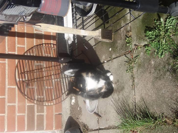 Blanding af racer Mille billede 10