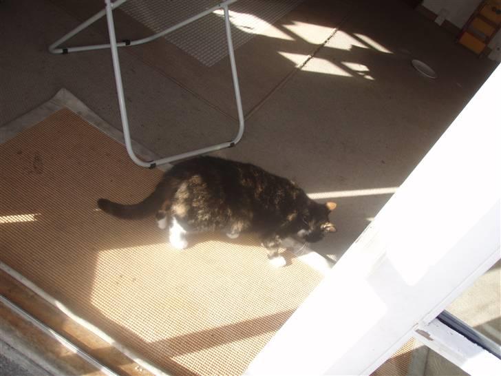 Blanding af racer Mille billede 11