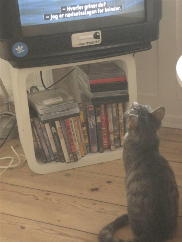 Huskat Skipper Ronson billede 10