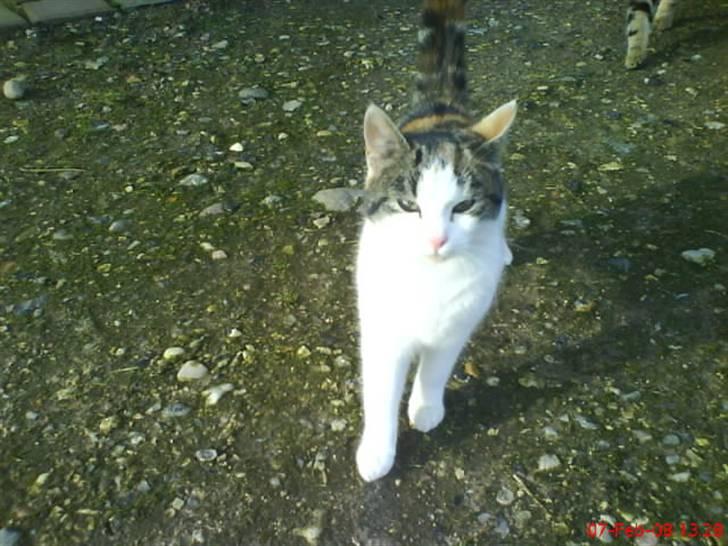 Huskat Babaloo billede 13