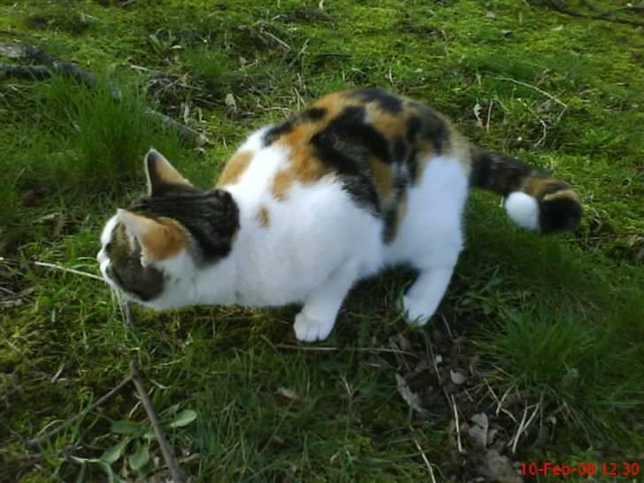 Huskat Babaloo billede 14