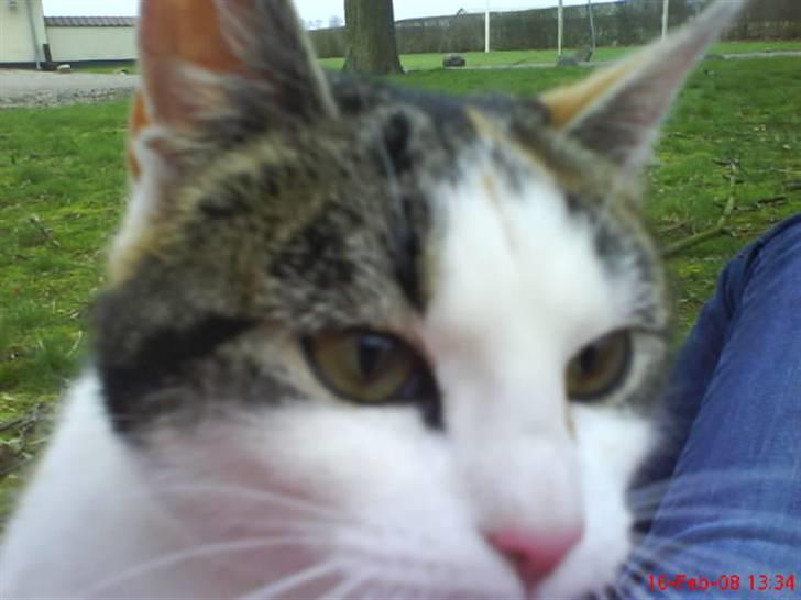 Huskat Babaloo billede 15