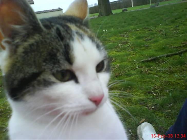 Huskat Babaloo billede 16