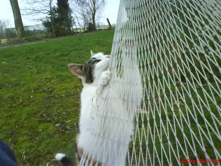 Huskat Babaloo billede 17