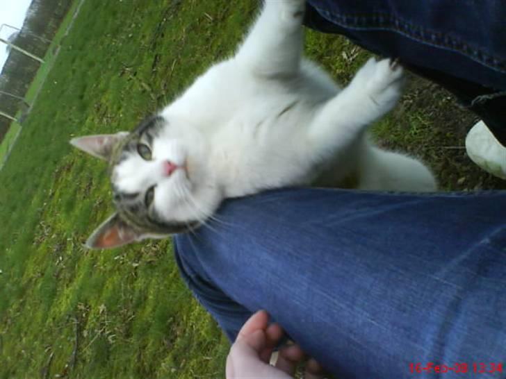 Huskat Babaloo billede 18