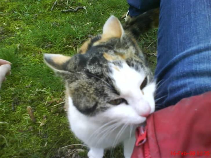 Huskat Babaloo billede 19