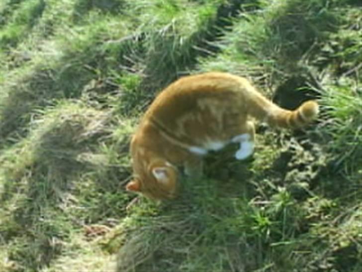 Huskat Futte billede 10