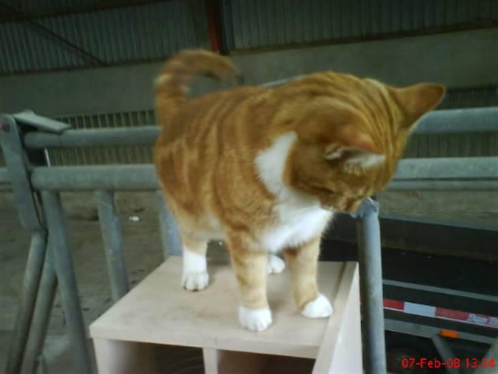 Huskat Futte billede 11