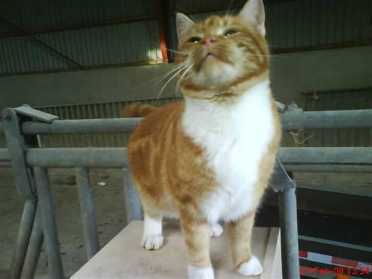 Huskat Futte billede 12