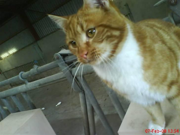 Huskat Futte billede 13