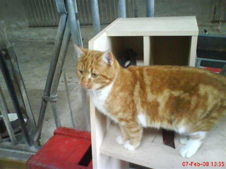 Huskat Futte billede 14