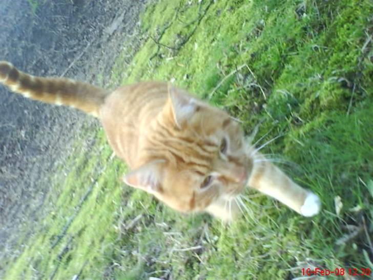 Huskat Futte billede 15