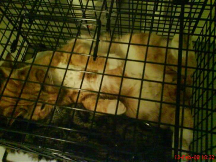 Huskat Futte - Efter kasterationen billede 16