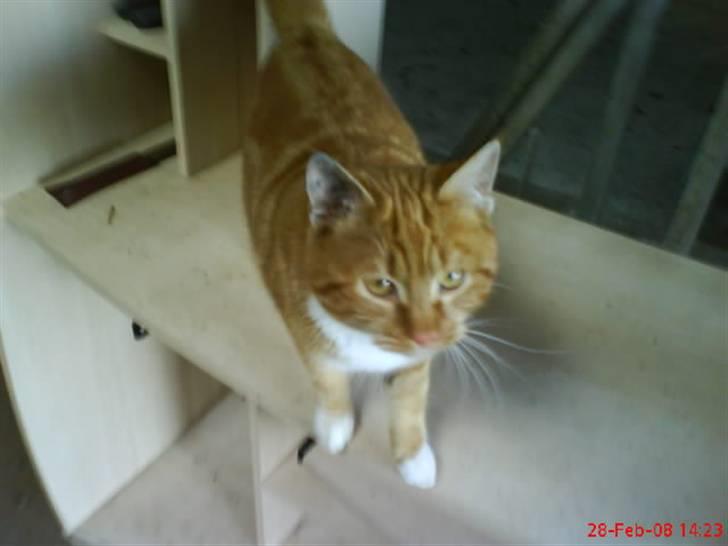 Huskat Futte billede 17