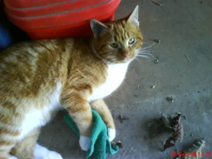 Huskat Futte billede 18