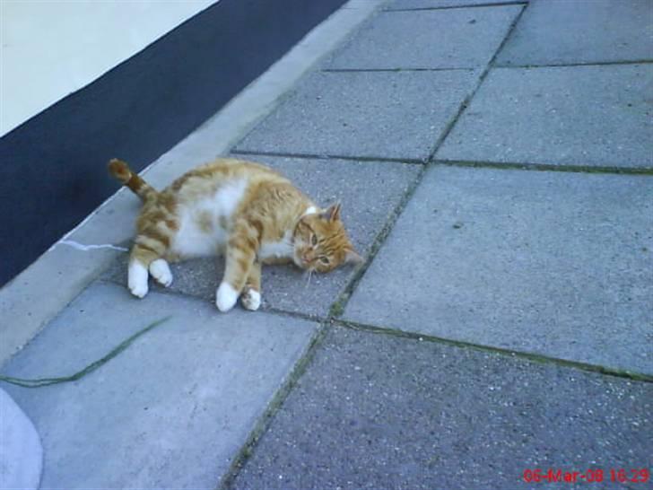 Huskat Futte billede 19