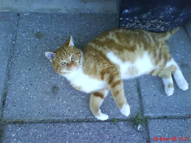 Huskat Futte billede 20