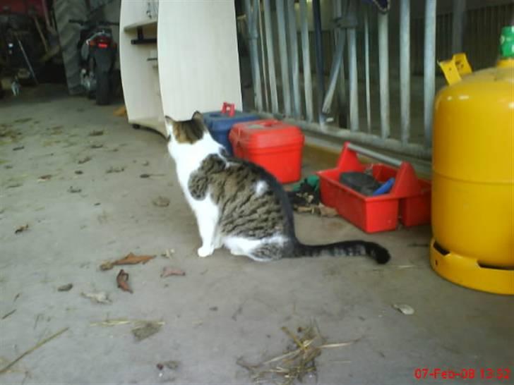 Huskat Pjuske billede 8