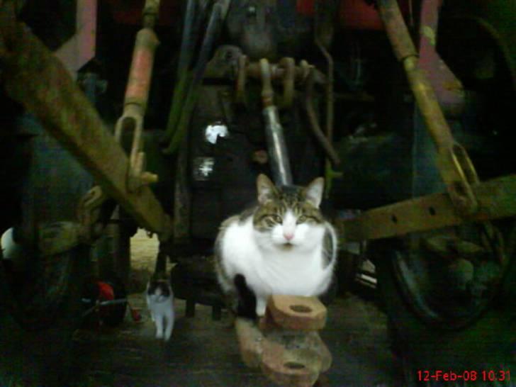 Huskat Pjuske billede 9