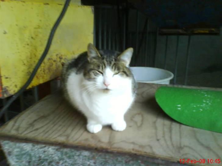 Huskat Pjuske billede 10