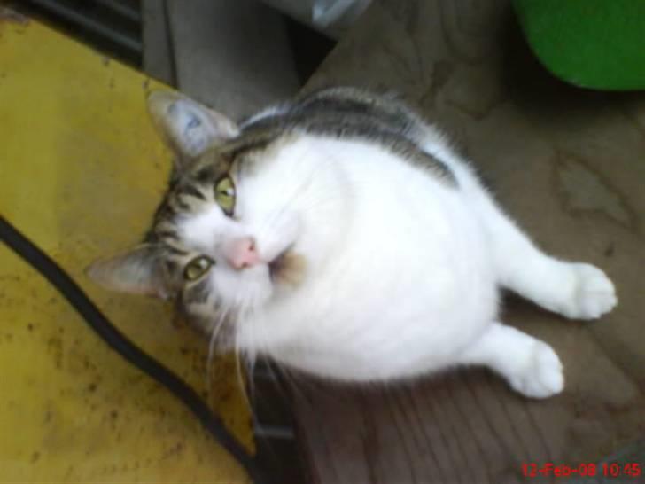 Huskat Pjuske - Fede kat xD billede 11