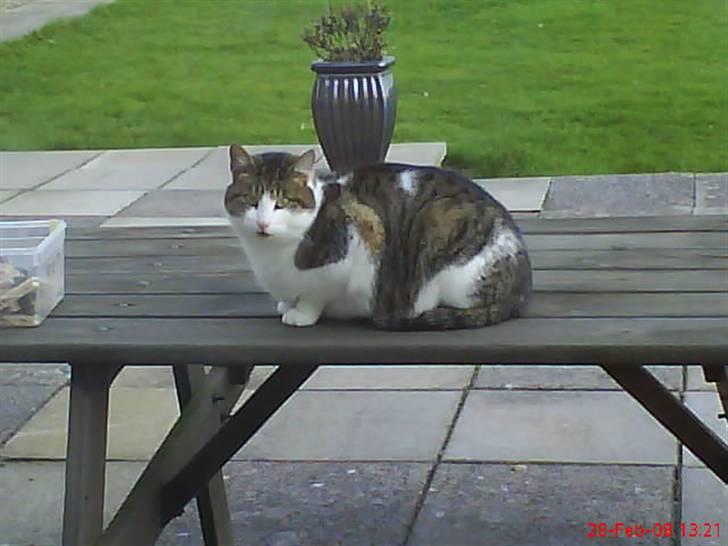 Huskat Pjuske billede 12