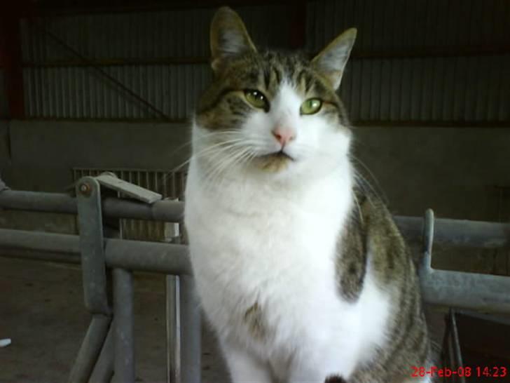 Huskat Pjuske billede 13