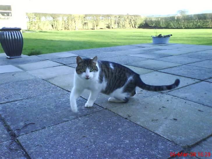 Huskat Pjuske billede 14