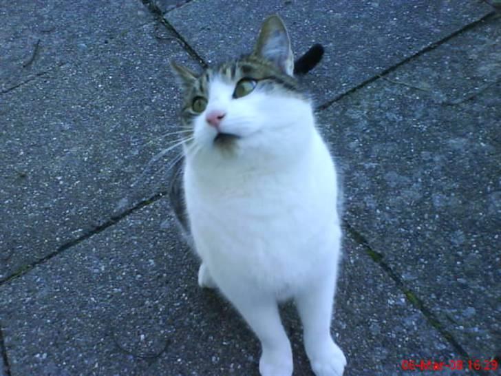 Huskat Pjuske billede 15