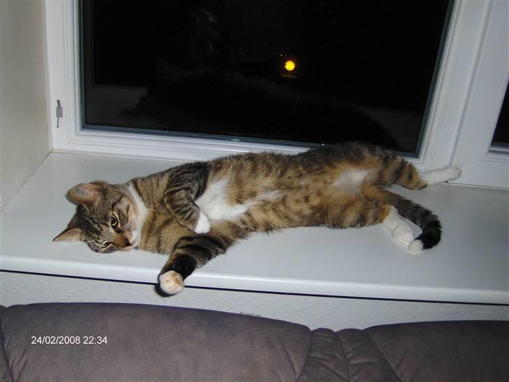 Blanding af racer Speedy - snak nu med mig billede 2