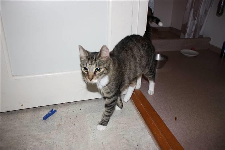 Blanding af racer Speedy billede 3