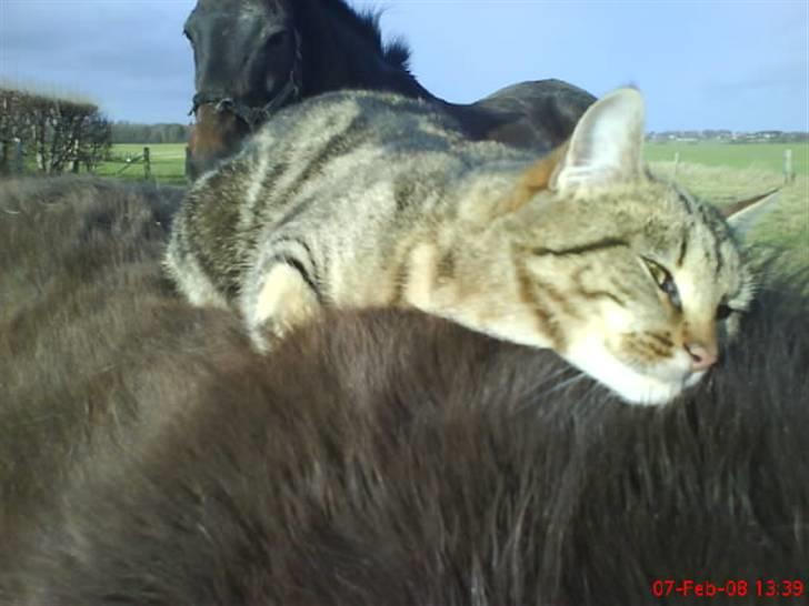 Huskat Puma billede 17