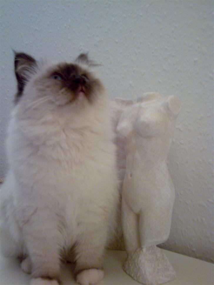 Hellig Birma Chicka - Chicka 12.03.08 billede 8