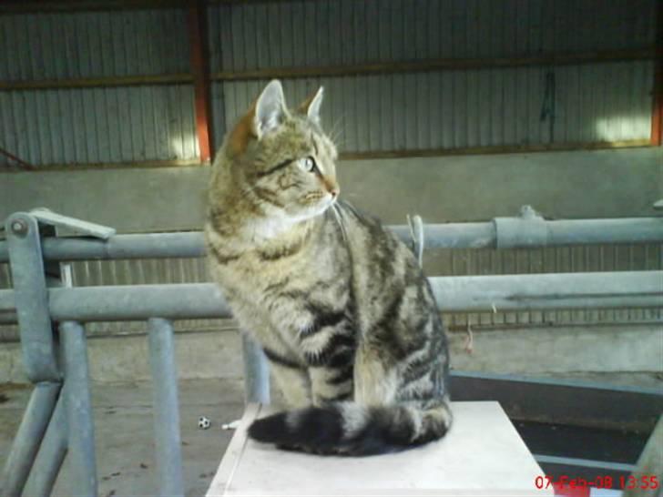 Huskat Puma billede 18