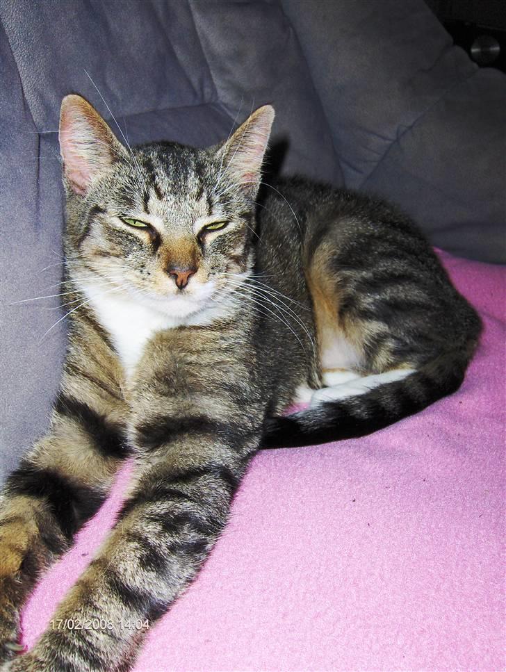 Blanding af racer Speedy - jeg er en evig træt mis billede 4