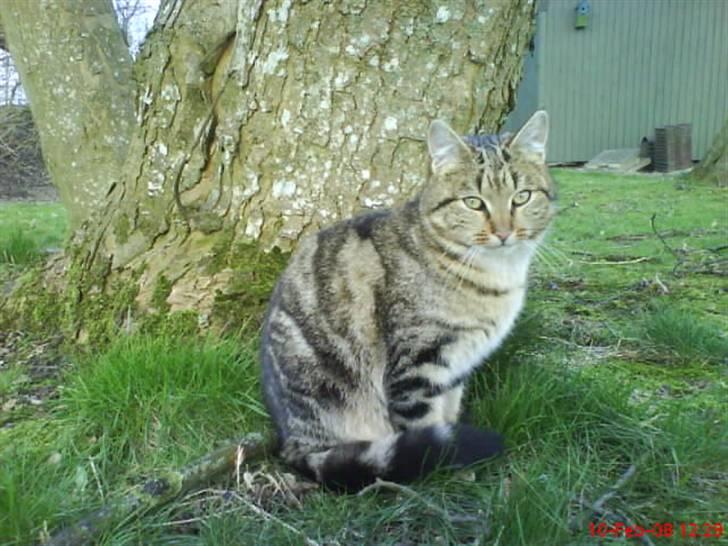 Huskat Puma billede 19