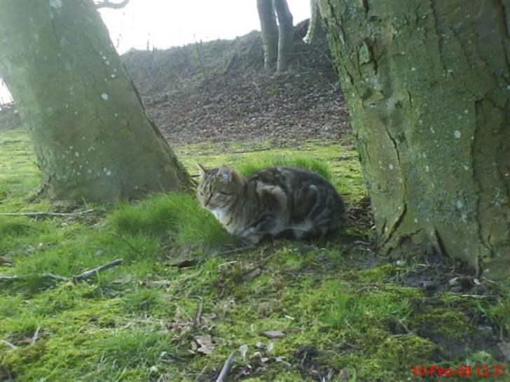 Huskat Puma billede 20