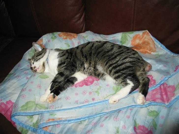 Huskat Simon billede 19